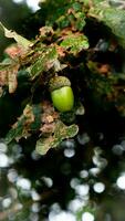 detaljerad makro skott av europeisk ek blad och ekollon foto