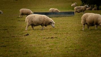 flock av ullig får på en landsbygden bruka foto