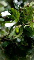 detaljerad makro skott av europeisk ek blad och ekollon foto