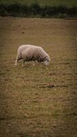 flock av ullig får på en landsbygden bruka foto