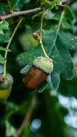 detaljerad makro skott av europeisk ek blad och ekollon foto