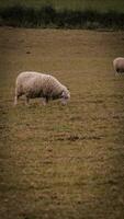 flock av ullig får på en landsbygden bruka foto