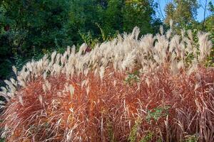 miscanthus sinensis svajar i de vind. skön lång gräs i de Sol svajar i de vind foto