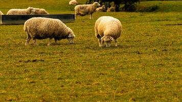 flock av ullig får på en landsbygden bruka foto