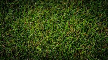textur bakgrund av grön gräs foto
