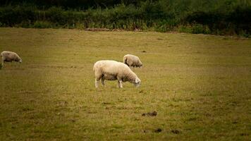 flock av ullig får på en landsbygden bruka foto