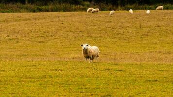 flock av ullig får på en landsbygden bruka foto