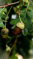 detaljerad makro skott av europeisk ek blad och ekollon foto