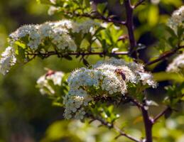 natur vår bakgrund. pyracantha coccinea vit blommor i trädgård. vit firethorn blomstrande buske utomhus. blomning vår buske pyracantha coccinea foto