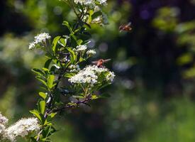 natur vår bakgrund. pyracantha coccinea vit blommor i trädgård. vit firethorn blomstrande buske utomhus. blomning vår buske pyracantha coccinea foto