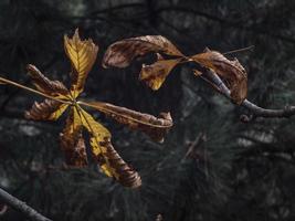 vissna gula blad av en kastanj på en suddig tall foto