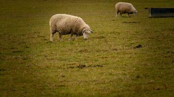 flock av ullig får på en landsbygden bruka foto