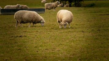 flock av ullig får på en landsbygden bruka foto