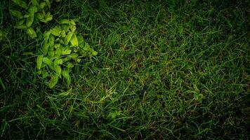 textur bakgrund av grön gräs foto