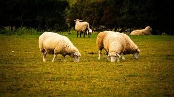 flock av ullig får på en landsbygden bruka foto