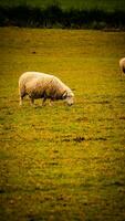 flock av ullig får på en landsbygden bruka foto