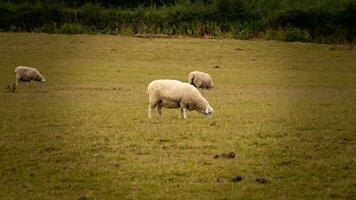 flock av ullig får på en landsbygden bruka foto