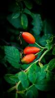 makro skott av mogen reste sig höfter i natur foto