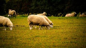 flock av ullig får på en landsbygden bruka foto