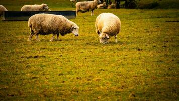 flock av ullig får på en landsbygden bruka foto