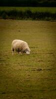 flock av ullig får på en landsbygden bruka foto