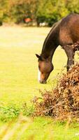 kastanj skönhet närbild av en fantastisk häst foto