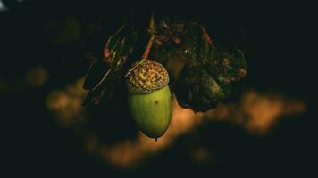 detaljerad makro skott av europeisk ek blad och ekollon foto