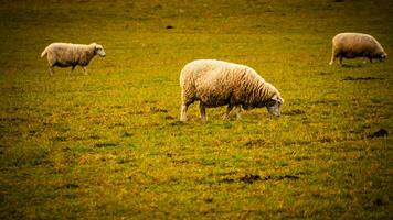 flock av ullig får på en landsbygden bruka foto