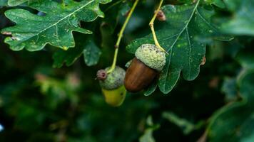 detaljerad makro skott av europeisk ek blad och ekollon foto