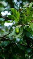 detaljerad makro skott av europeisk ek blad och ekollon foto