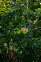 gröna äpplen på trädgren foto