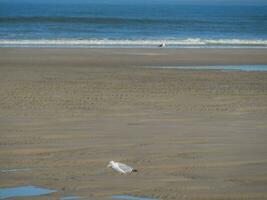 langeoog island i tyskland foto