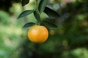 gäng mogna apelsiner som hänger på ett apelsinträd foto