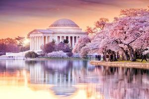 Jefferson-minnesmärket under festivalen för körsbärsblommor foto