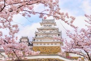 himeji slott med sakura körsbärsblommasäsong foto