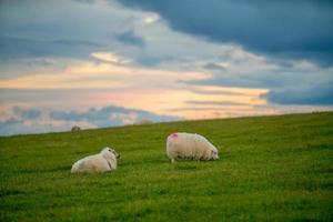 island vackert landskap, islandskt naturlandskap foto