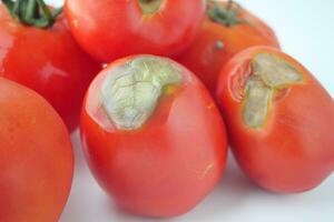 otten tomat isolerat på dugg bakgrund.. foto