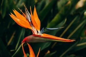 orange blomma av strelitzia reginae i en inhägnad trädgård i värma solljus foto