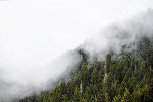 skog, träd och gräs foto