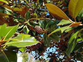 södra magnolia - magnolia grandiflora foto