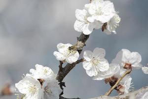 vacker aprikosträdgren med små känsliga blommor foto