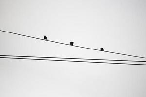 fåglar på trådar mot himlen foto