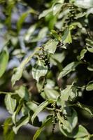 pepparkornbod närbild som växer i ekologisk pepparodling i kampot Kambodja