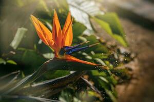 orange blomma av strelitzia reginae i en inhägnad trädgård i värma solljus foto