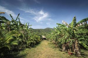 vy över bananplantage på lantlig ekologisk fruktgård nära kampot Kambodja på solig dag