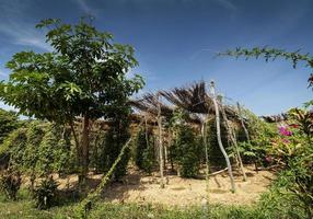 pepparkorn vinstockar växer i ekologisk peppar gård i Kampot provinsen Kambodja foto