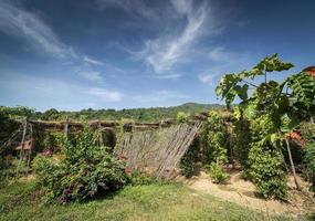 pepparkorn vinstockar växer i ekologisk peppar gård i Kampot provinsen Kambodja
