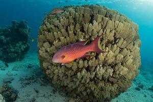 fiskar simmar i Röda havet, färgglada fiskar, Eilat Israel foto