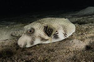 fiskar simmar i Röda havet, färgglada fiskar, Eilat Israel foto