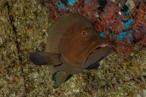 fiskar simmar i Röda havet, färgglada fiskar, Eilat Israel foto